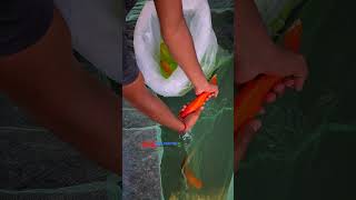 Kois are migrated to a new abode in Erode