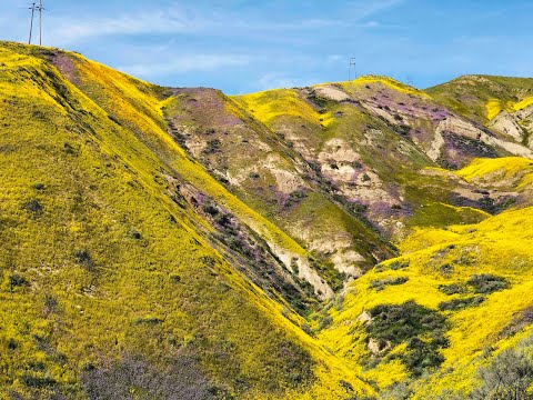CARRIZO PLAIN NATIONAL MONUMENT | WILD FLOWERS CALIFORNIA