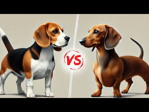 Dachshund vs Beagle: Comprehensive Comparison