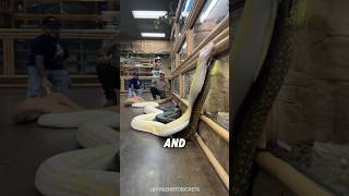 Anaconda VS Python, Who Wins? 😳