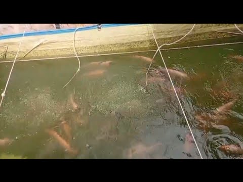 Panen ikan nila || begini caranya agar untung maksimal