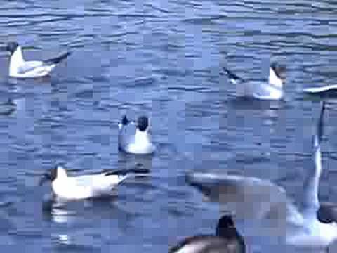 Duck Pond in Southampton