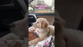 Nala’s Off to work with dad