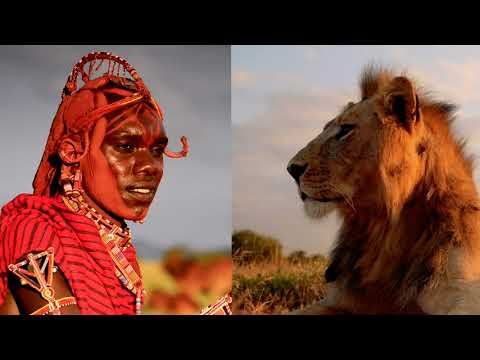 A Legacy of Lions