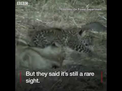 The lioness taking care of a leopard cub