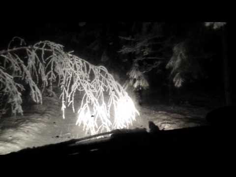 Vasario 24 d Gumbiškiu miškas 6:00 val.