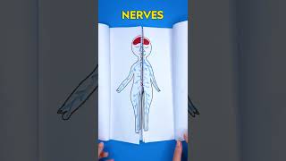 Let's Learn 🫀 All About the Human Body! 😲 #kidsvideo #learning