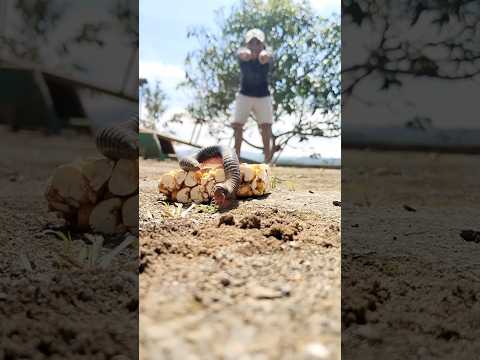Do centipedes want popcorn?#millipede #milliedes #shortvideo #shorts