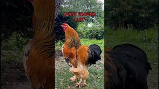 Top10 roosters of fancy chicken breeds crowing in a battle #backyardchickens #raisingchickens #farm