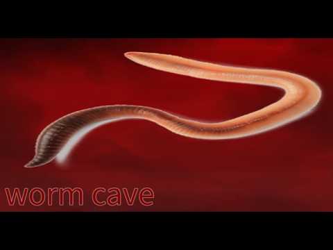 Playing Worm Cave on roblox.