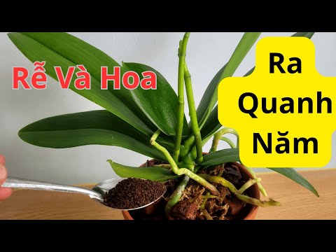 Apply this to the roots, and your orchid will produce leaves and flowers 200 times more