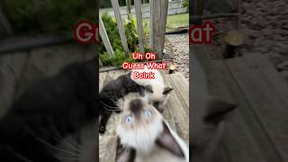 Uh Oh Guess What Boink! #kittens #funnykittens #kittenlove #viral