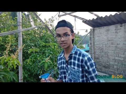 বাড়ির ছাদে কিভাবে ফলের বাগান তৈরি করবেন ???