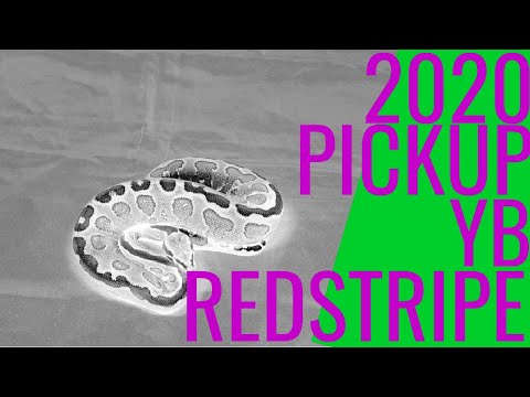 2020 PICKUP | YB REDSTRIPE