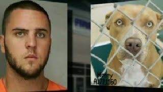 Pets in danger