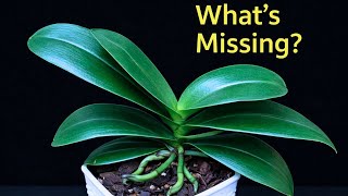 Why Healthy Orchids Still Don’t Bloom (The Missing Signals)