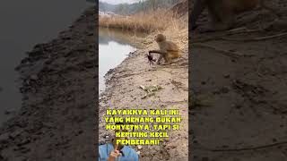 Monyet Sok Jago, Eh Malah Kena Jepit Kepiting! #LucuBanget #MonyetVsKepiting #shortviral