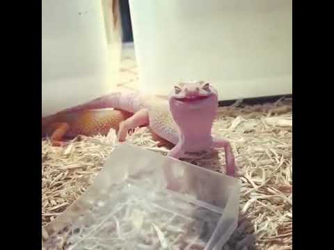 Wholesome gecko wishes you a good morning!