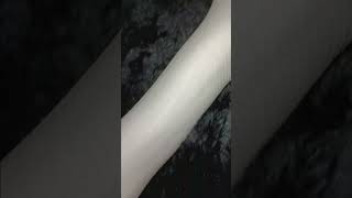 🤍#snake #viral #shorts #foryou #reptiles #animals #fypシ#piedballpython