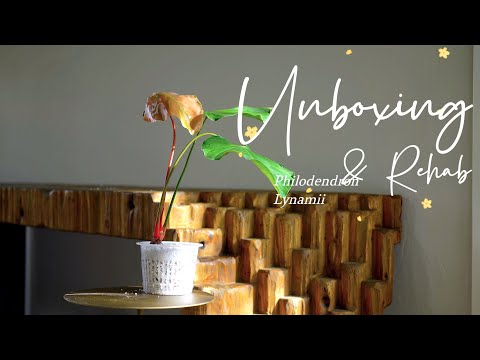 Unboxing and Rehab | Philodendron Lynamii | Aroid | Plant Please #howto