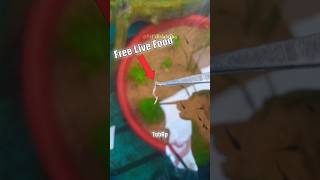 Free live fish food for fish .