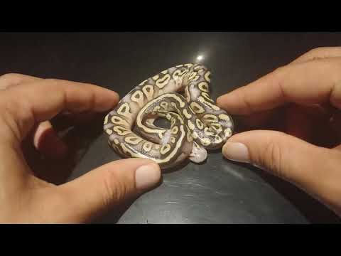 Ball python Clutch number #12, 2019. Insane orange ghost stuff!!!