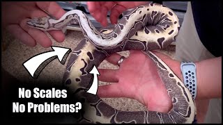 Amazing Ball Python collection in N. Cal!