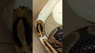 #ballpython & #piedballpython 🐍#snake #viralvideo #foryou #reptiles #animals #fypシ