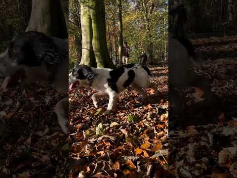 Goose meeting little puppy Ben for the first time