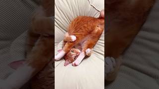 This Orange Cat Is A Menace 😂