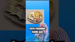 500 Million Years of Survival: Meet the Nautilus!🐚