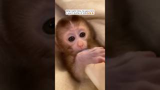 This man found a monkey lying motionless on the ground and then ...