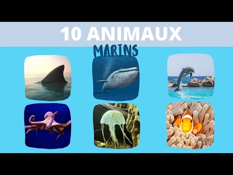 10 ANIMAUX MARINS