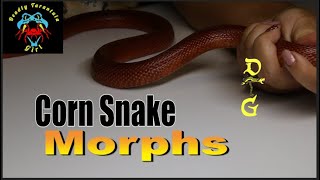 Corn Snake Morphs