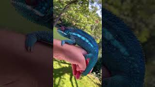 #wildbeauty #animalplanet #netgeography #wildlifewonder #netgeowild #netgeotravel