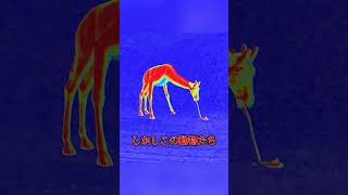 [Horror Game Introduction] Horror game where you work at a terrifying zoo [Zoochosis] #shorts