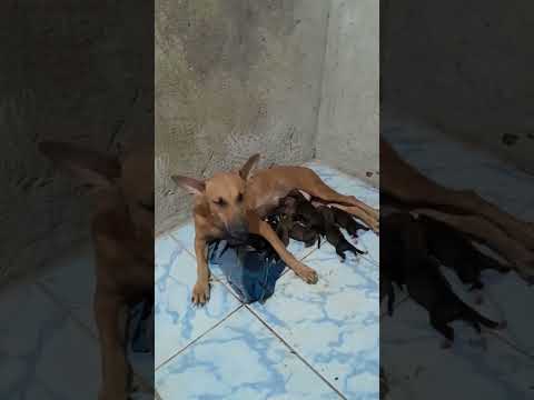 antes quando criança abandonada agora tem um lar e ja se casou com meu cão e agora ele é pai