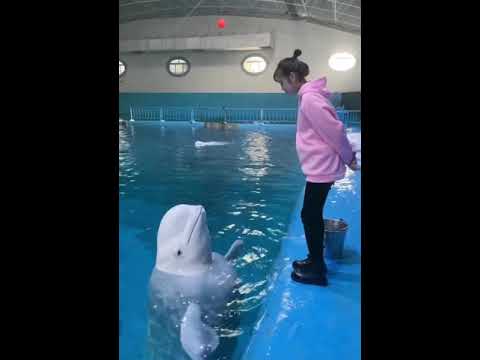 The training of white Dolphin