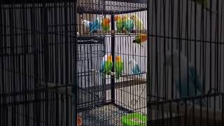 Love bird setup! #lovebirds #lovebird  #lovebirdmania #forsale  #lovebirdsofinstagram #business