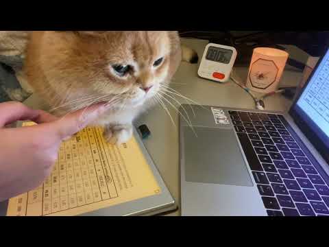ONE AND HALF HOUR STUDY WITH ME (Real Time, at home with cat)