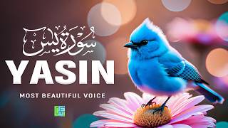 Surah Yaseen (سورة يس) | Heart-Touching Quran Recitation to Soothe the Soul #quranforsleep