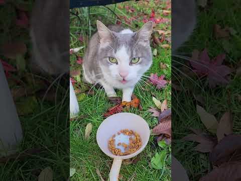A 🌶️spicy🌶️ meatball I've been feeding lately; I call her 🪻Lavender🪻 #StrayCat