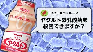 We tried sterilizing Yakult's live lactic acid bacteria / I want to drink a sterile lactic acid b...
