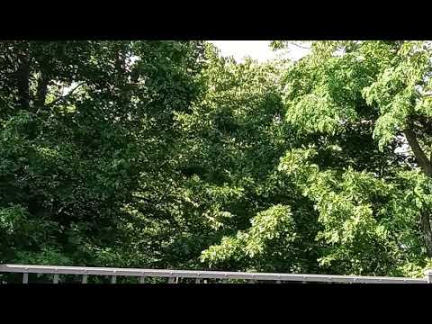 Brood X Cicadas 2021
