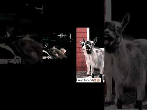 হাঁসির ফাঁসি যখন ছাগল 🐐 হাঁসে#হাসির_ভিডিও