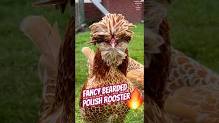 Bearded Polish rooster of the bantam type crowing! With Chamois plumage color #polishchicken #hühner