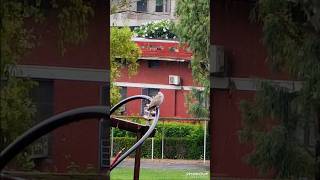 Bird 🕊️ Sapphire #sapphire #arjitsinghstatus #youtubeshorts #tranding #reels