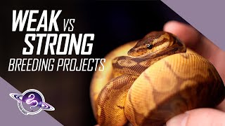 WEAK vs STRONG Ball Python Breeding Projects | #ballpython #snake #reptiles #reptile