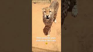 Cheetah Facts That Will Blow Your Mind! 🐆 | The Fastest Animal on Earth