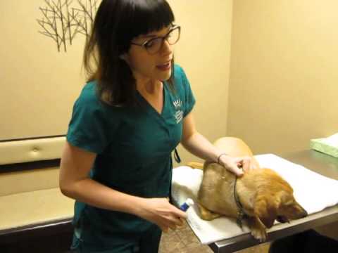 How to give your dog oral allergy drops